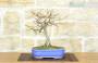 3 - Bonsai di Quercia Rossa (4)