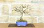 4 - Bonsai di Quercia Rossa (4)