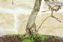 5 - Bonsai di Quercia Rossa (4)