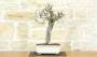1 - Bonsai di Melograno (142)