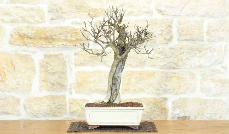 1 - Bonsai di Melograno (142)