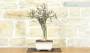 2 - Bonsai di Melograno (142)