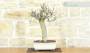3 - Bonsai di Melograno (142)