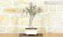 4 - Bonsai di Melograno (142)