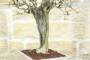 6 - Bonsai di Melograno (142)