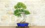 1 - Bonsai di Mirto Pumila (35)