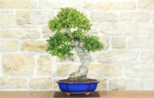 1 - Bonsai di Mirto Pumila (35)