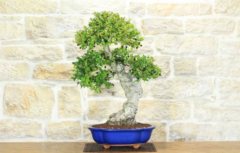 1 - Bonsai di Mirto Pumila (35)