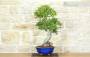 2 - Bonsai di Mirto Pumila (35)