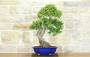 3 - Bonsai di Mirto Pumila (35)