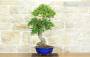 4 - Bonsai di Mirto Pumila (35)