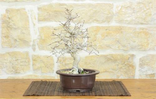 1 - Pre bonsai di Carpino (2)