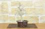 1 - Pre bonsai di Carpino (2)