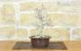 2 - Pre bonsai di Carpino (2)