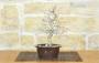 3 - Pre bonsai di Carpino (2)