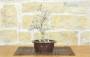 4 - Pre bonsai di Carpino (2)