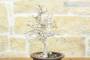 5 - Pre bonsai di Carpino (2)
