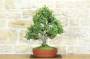 1 - Bonsai di Quercia - Leccio (91)