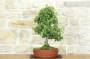 2 - Bonsai di Quercia - Leccio (91)