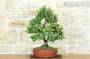3 - Bonsai di Quercia - Leccio (91)