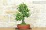 4 - Bonsai di Quercia - Leccio (91)