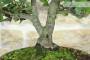 5 - Bonsai di Quercia - Leccio (91)