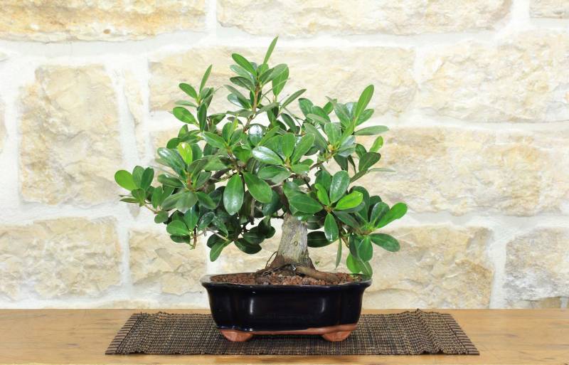 1 - Bonsai Ficus Panda (26)