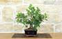 2 - Bonsai Ficus Panda (26)