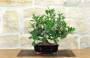 3 - Bonsai Ficus Panda (26)