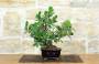 4 - Bonsai Ficus Panda (26)