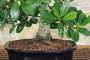 5 - Bonsai Ficus Panda (26)