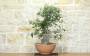 1 - Pre bonsai yamadori di Sughera (2)