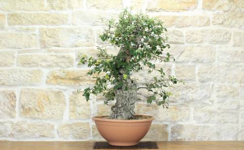 1 - Pre bonsai yamadori di Sughera (2)