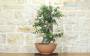 2 - Pre bonsai yamadori di Sughera (2)