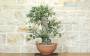 3 - Pre bonsai yamadori di Sughera (2)