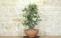 4 - Pre bonsai yamadori di Sughera (2)