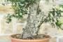 5 - Pre bonsai yamadori di Sughera (2)
