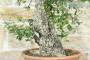 6 - Pre bonsai yamadori di Sughera (2)