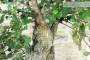 8 - Pre bonsai yamadori di Sughera (2)