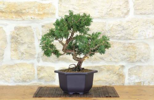 1 - Prebonsai di Ginepro Kishu (9)