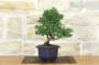 2 - Prebonsai di Ginepro Kishu (9)