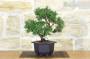 3 - Prebonsai di Ginepro Kishu (9)