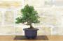 4 - Prebonsai di Ginepro Kishu (9)