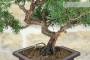 5 - Prebonsai di Ginepro Kishu (9)