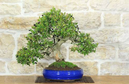 1 - Bonsai di Mirto Pumila (36)