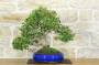 1 - Bonsai di Mirto Pumila (36)