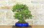 2 - Bonsai di Mirto Pumila (36)