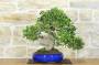 3 - Bonsai di Mirto Pumila (36)