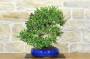 4 - Bonsai di Mirto Pumila (36)