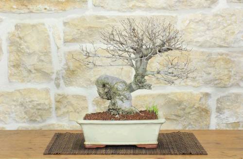 1 - Bonsai di Olmo Campestre (53)
